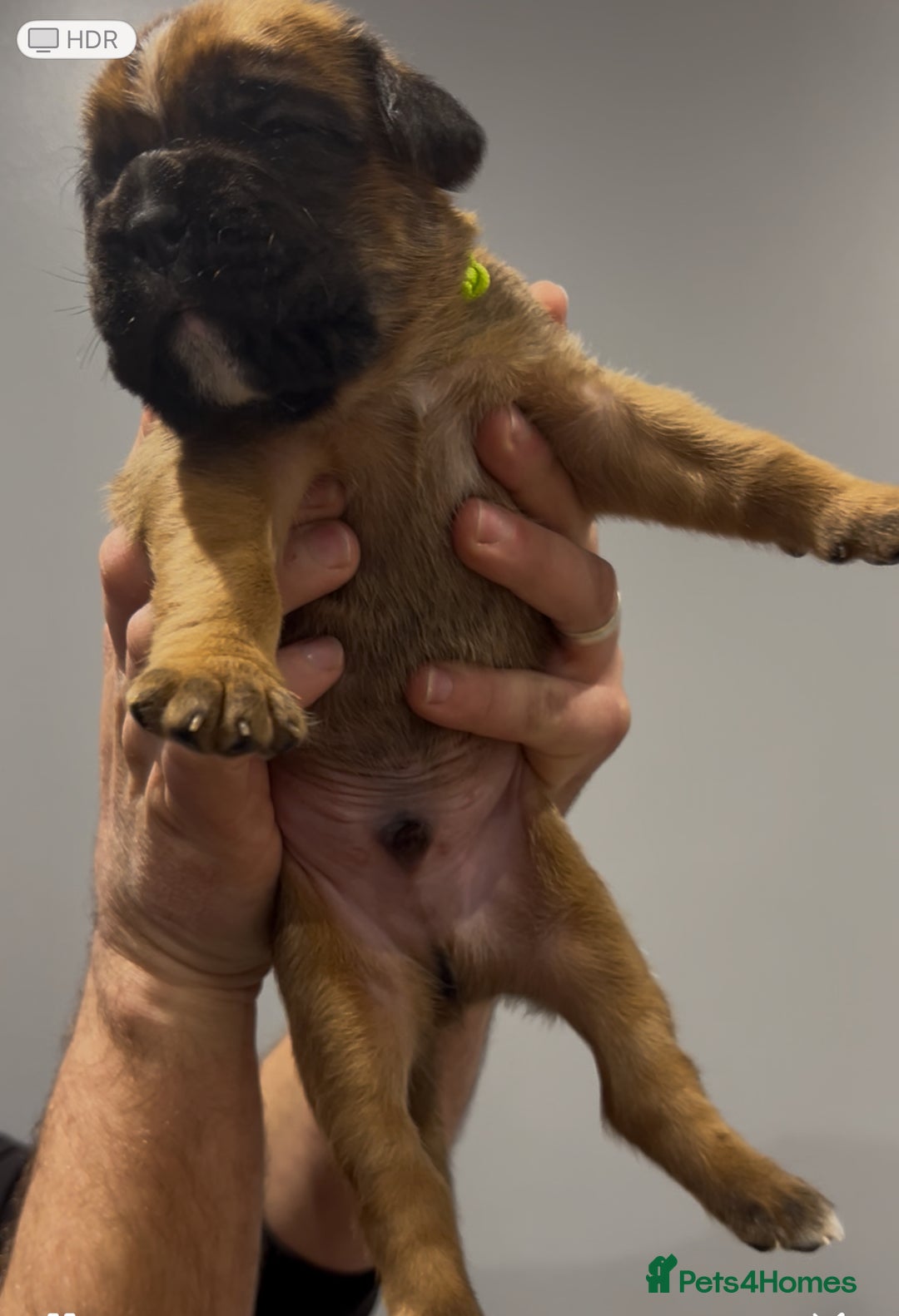 Boxer dogs for sale: 9 Beautiful Boxer Puppies - Pet Only  - Advert 23