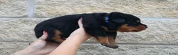 Rottweiler dogs for sale: Rottweiler Puppies  - Advert 15