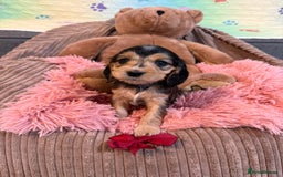 Cocker Spaniel dogs for sale: Beautiful cocker spaniels DNA clear  - Image 12