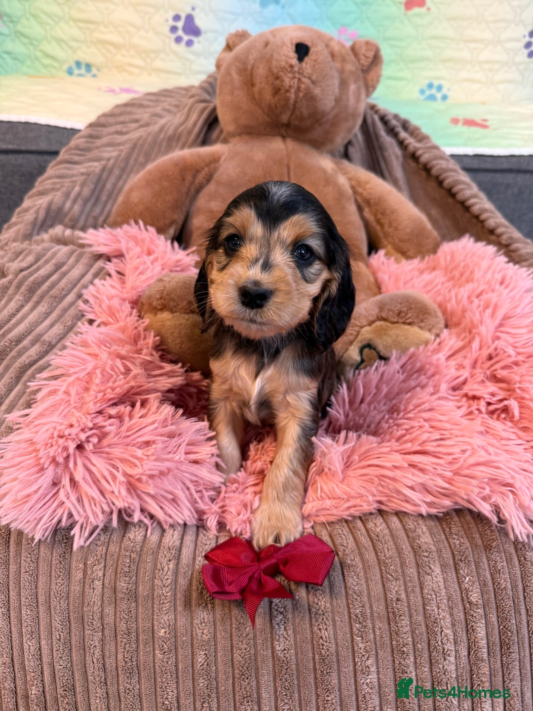 Cocker Spaniel dogs for sale: Beautiful cocker spaniels DNA clear  - Image 12