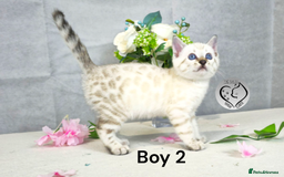 Bengal cats for sale: 3 brown bengal boys - Image 12