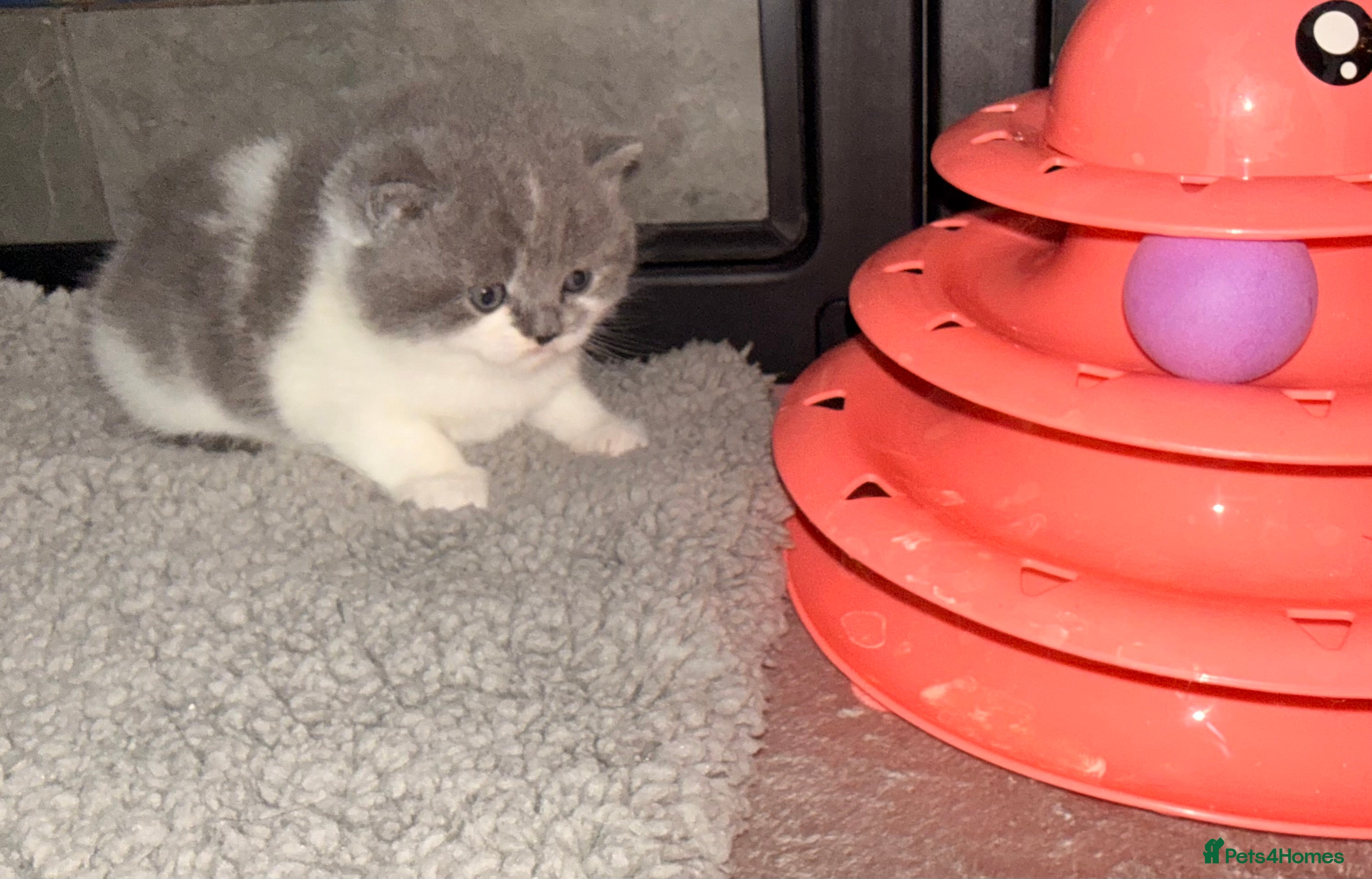 British Shorthair cats GCCF registered bi colour Male  - Advert 8