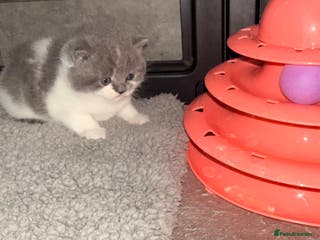 British Shorthair cats GCCF registered bi colour Male - Advert 17