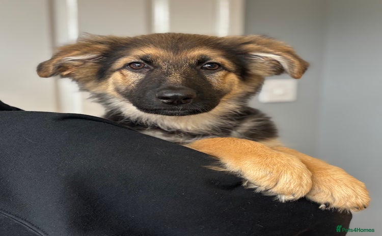 German Shepherd dogs - Advert 4