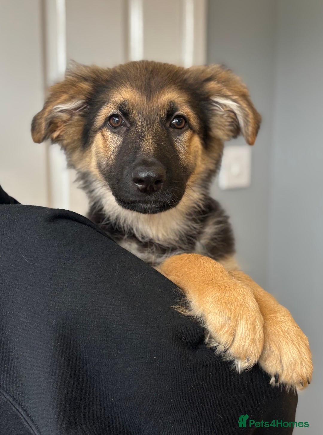 German Shepherd dogs for sale: Female German Shepherd  - Image 1