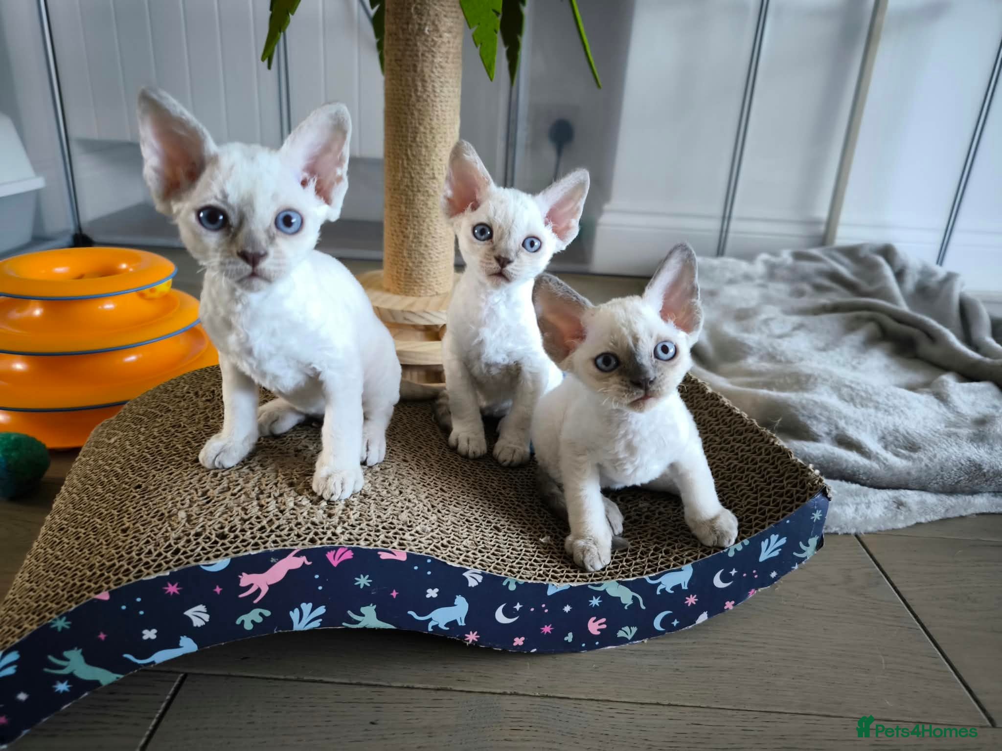 Devon Rex cats Devon Rex point💙blue eyes💙 - Advert 4