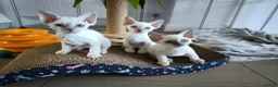 Devon Rex cats for sale: Devon Rex point💙blue eyes💙 - Advert 1