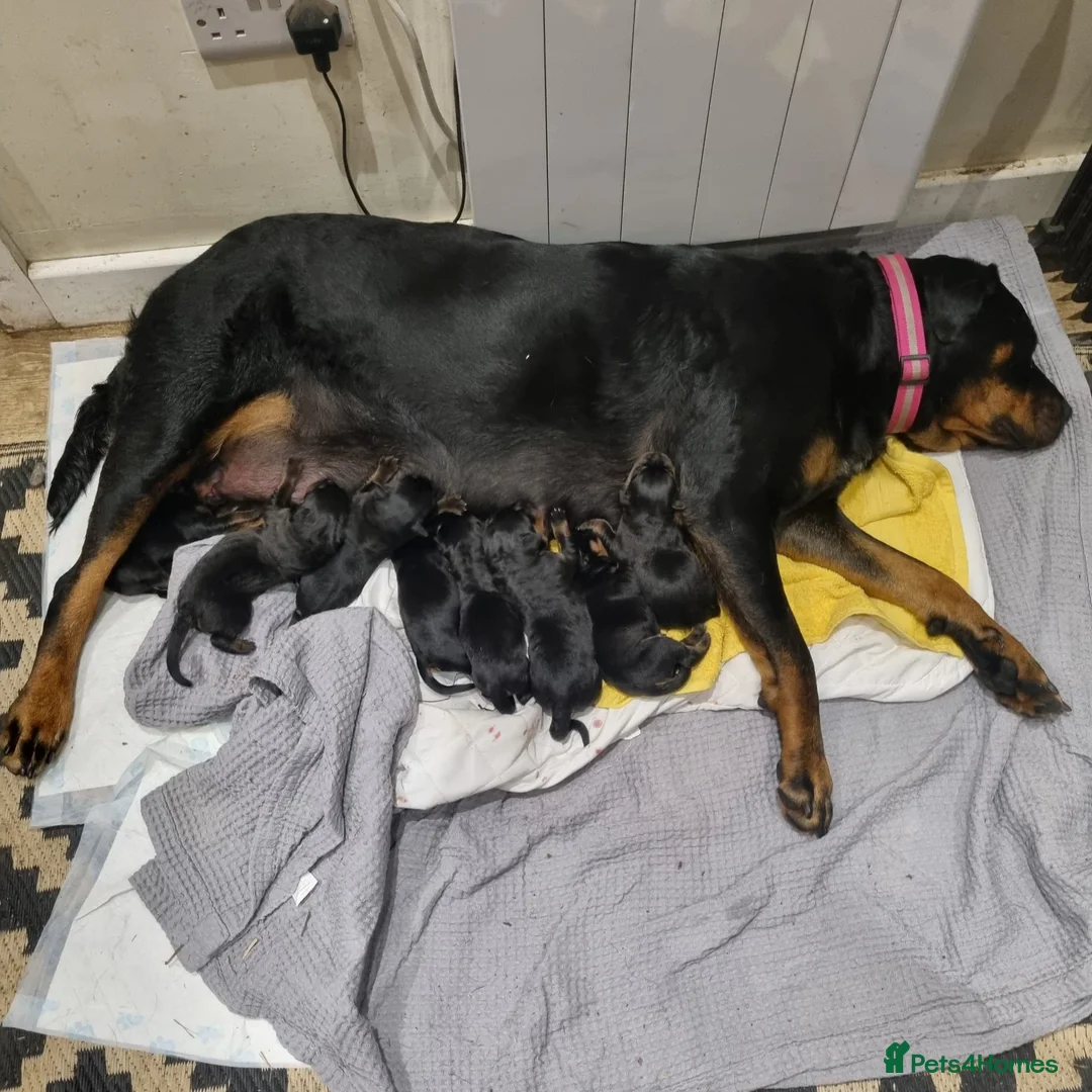 Rottweiler dogs for stud: Rottweiler for stud full pedigree, health tested  - Advert 2