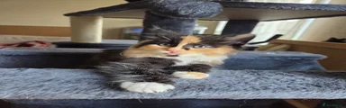 Mixed Breed Kitten 1