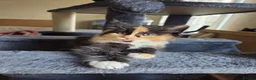 Mixed Breed cats for sale: 2 female kittens for sale - Advert 1