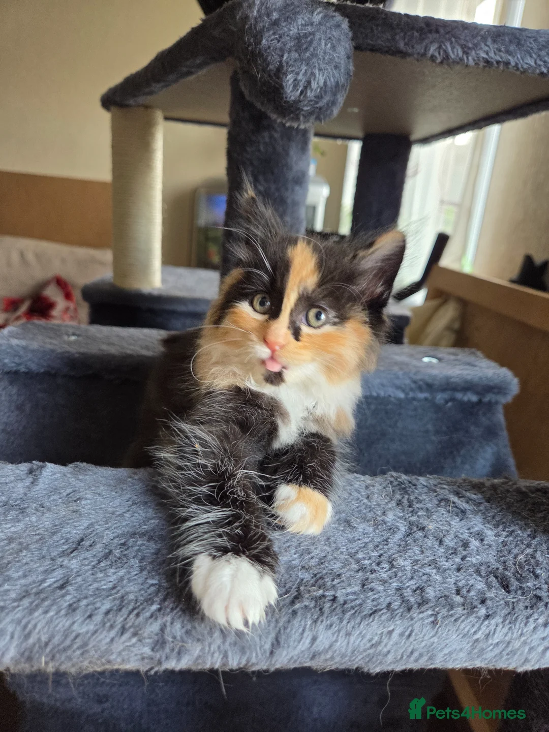 Mixed Breed cats for sale: 2 female kittens for sale - Advert 1