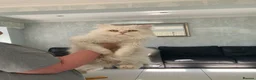 Persian cats for sale: Beautiful white fluffy Persian male 3 years old - Advert 7