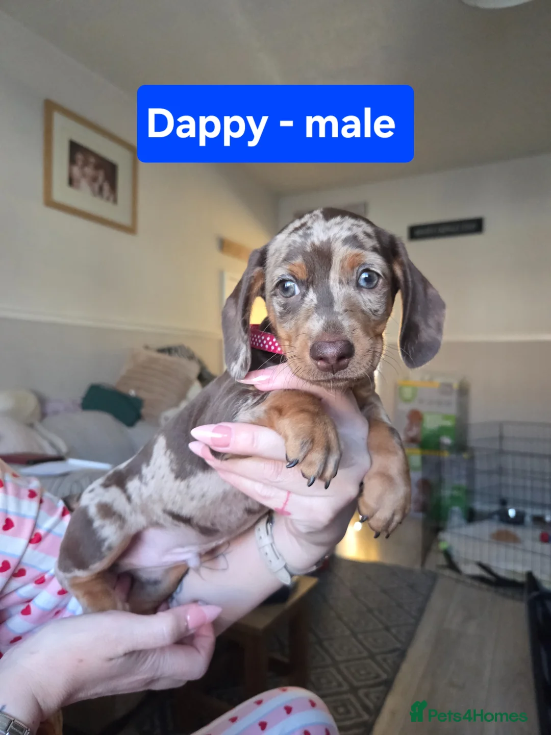 Dachshund dogs for sale: READY NOW Adorable Dachshund Puppies  - Advert 2