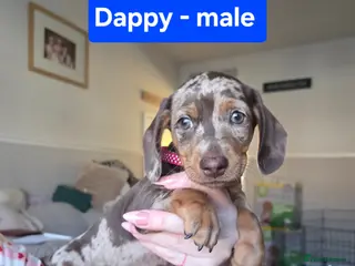 Dachshund dogs Adorable Dachshunds Ready for Their Forever Homes - Advert 4
