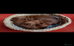 Miniature Poodle dogs for stud: Extensively Health Tested Deep Red Mini Poodle in Mansfield - Image 22