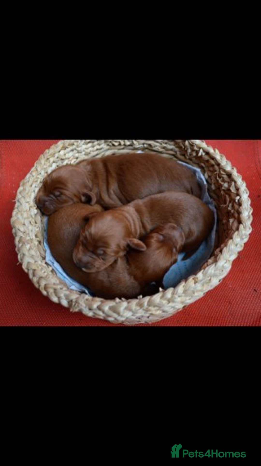 Miniature Poodle dogs for stud: Extensively Health Tested Deep Red Mini Poodle in Mansfield - Image 22