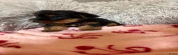 Yorkshire Terrier dogs for sale: Yorkshire terriers puppies - Advert 29