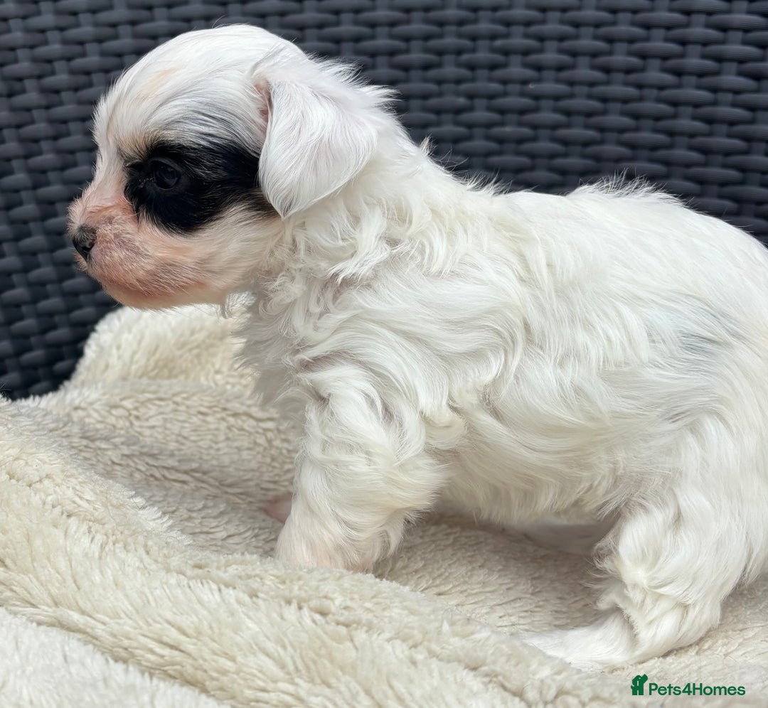 Biewer Terrier dogs for sale: Beautiful biewer terrier puppies 🩷 - Image 2