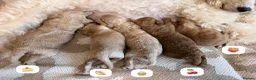 Miniature Poodle dogs for sale: 🤎🐶miniature poodles🐶🤎 - Advert 9