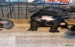 Mixed Breed dogs for sale: Cane corso cross  - Image 4