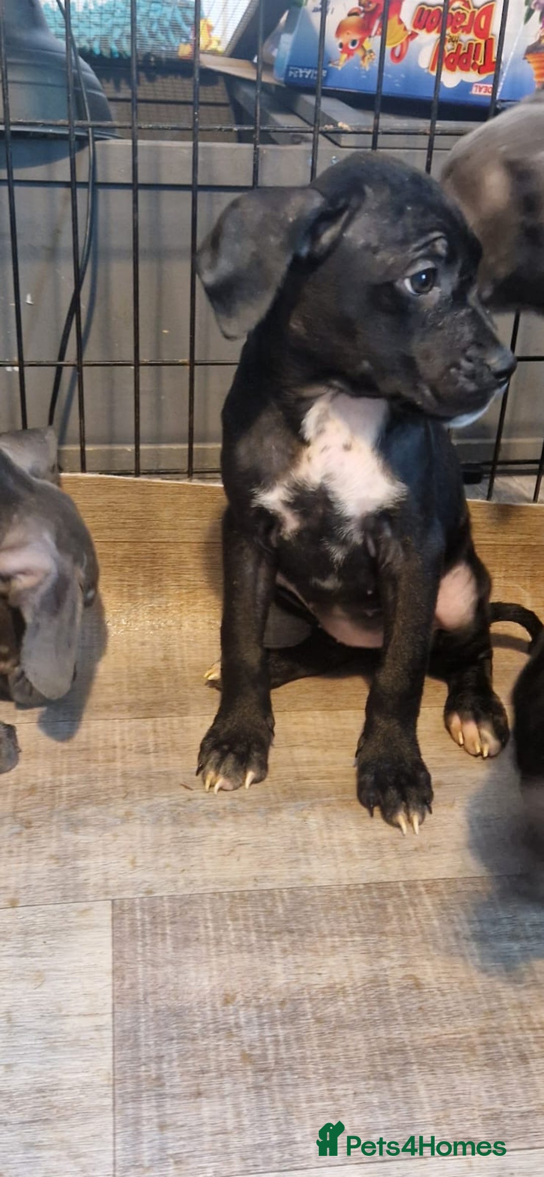 Mixed Breed dogs for sale: Cane corso cross  - Image 4
