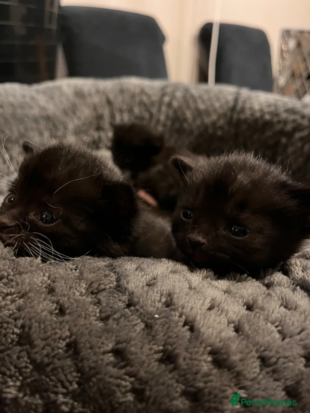 Mixed Breed cats for sale: 4 Beautiful KITTENS in Pontefract - Advert 2
