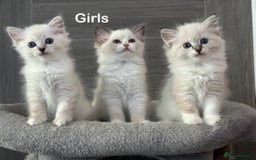 Ragdoll cats for sale: Attention🎈Rare Kitten  - Image 20