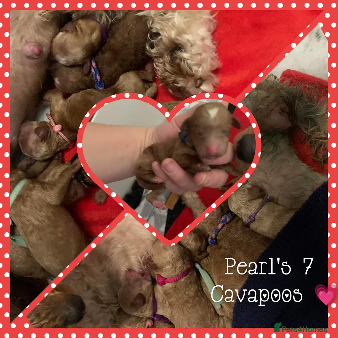 Cavapoo dogs for stud: Stunning proven KC Miniature Poodle in Cannock - Advert 8