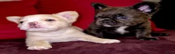French Bulldog dogs for stud: Licensed breeder! Fluffy frenchie litter due July  - Advert 19