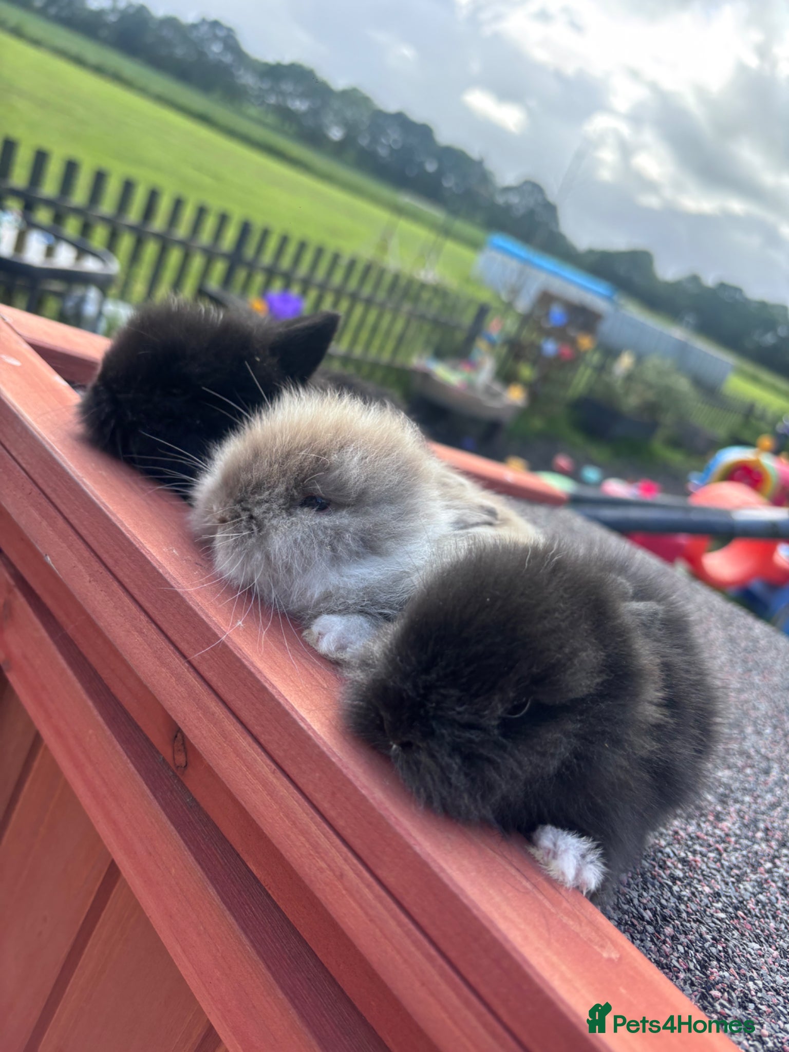 Lionhead rabbits for sale: Stunning lion head bunnies for sale  - Advert 1