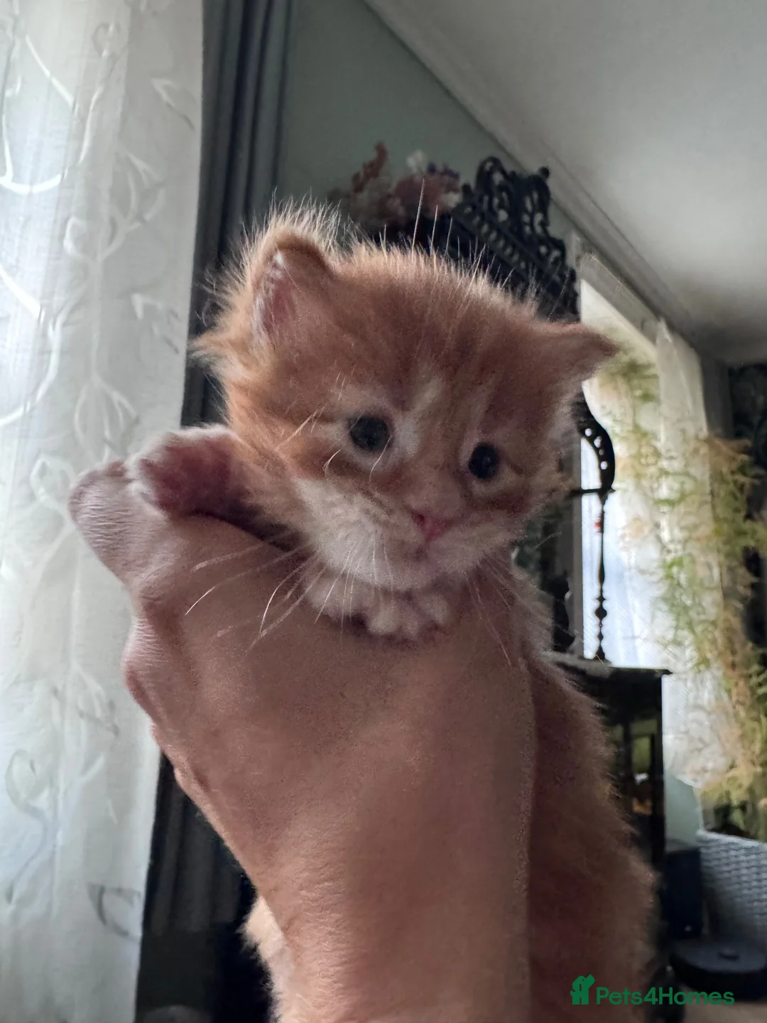 Maine Coon cats for sale: TICA registered polydactyl Maine Coon kittens 😻 - Advert 23