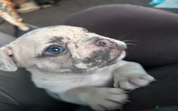French Bulldog dogs for sale: French Bull Dog Puppies Bitches - Image 1