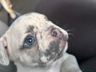 French Bulldog dogs - Advert 4