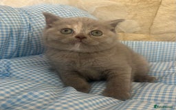 British Shorthair cats for sale: Beautiful cuddly, British short hair kittens  - Image 4
