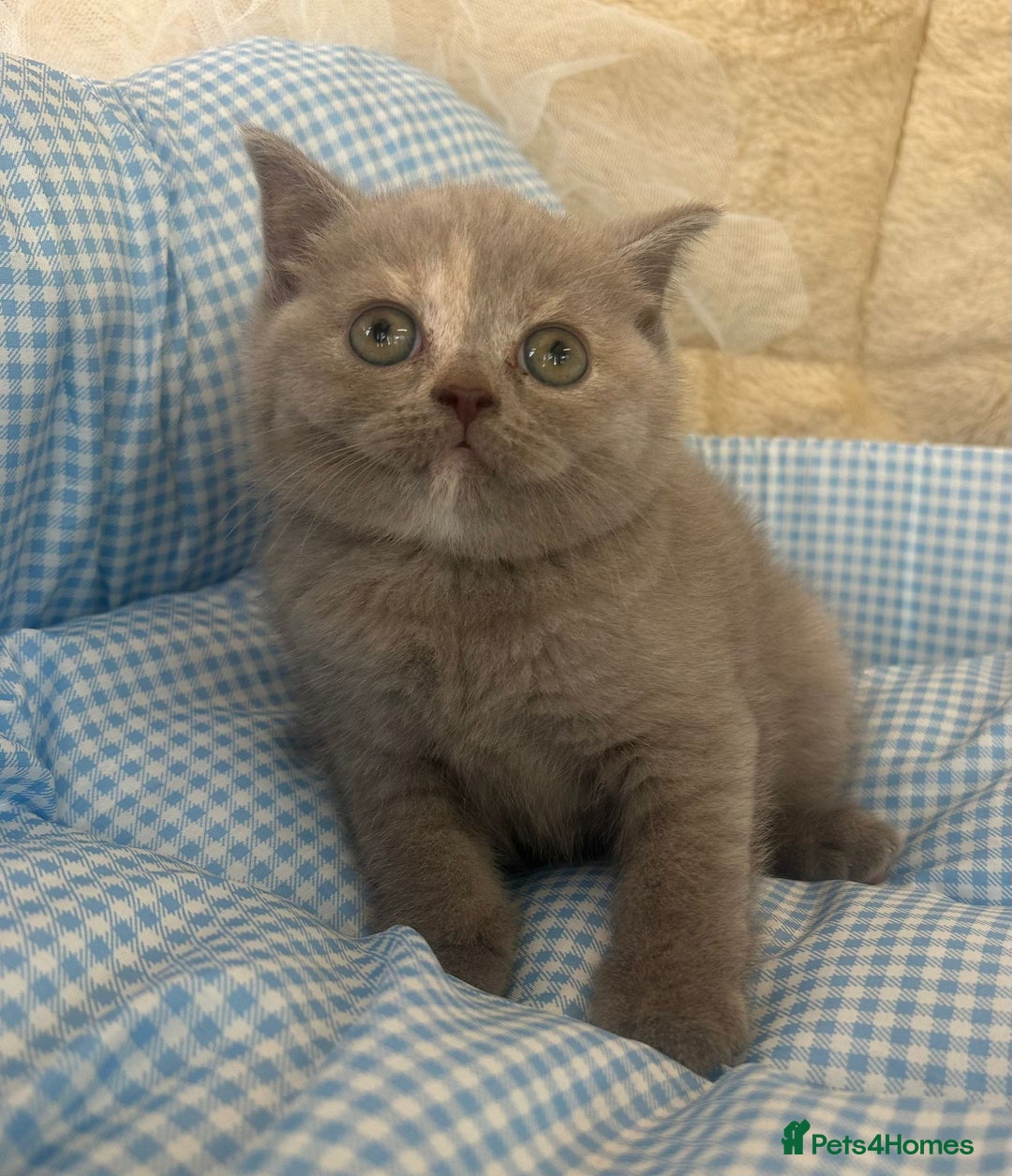 British Shorthair cats for sale: Beautiful cuddly, British short hair kittens  - Image 4