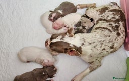 Mixed Breed dogs for sale: Last Beautiful Pink Frenchton Boy Pup Available  - Image 9