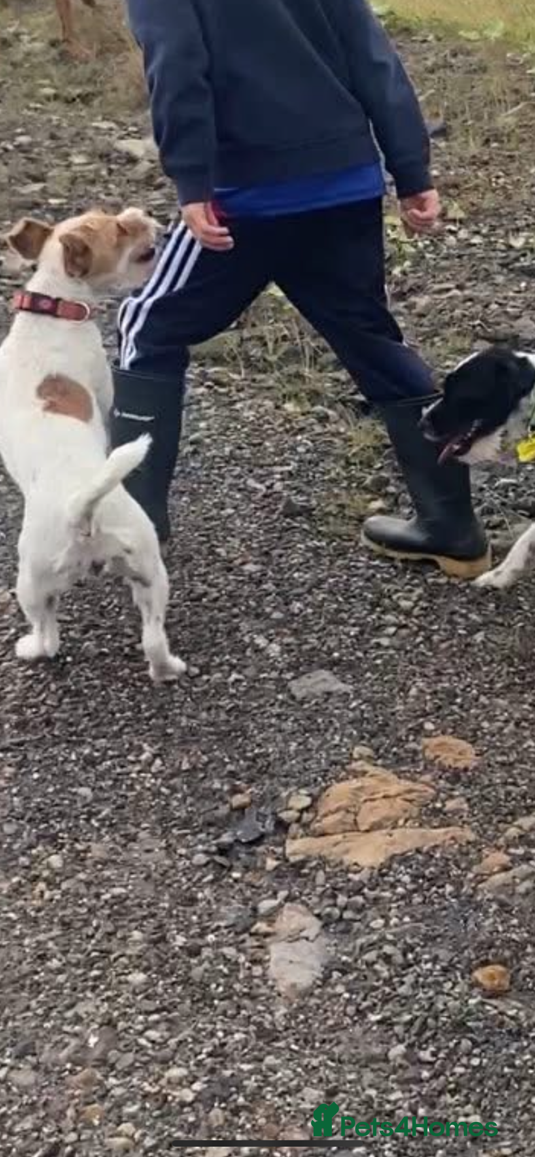 Parson Russell dogs for sale: Crufts winner 2024 Daughter Has Puppies KC Reg - Advert 14