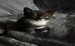 Mixed Breed cats for sale: Litter off 5 half bengal kittens  - Image 7
