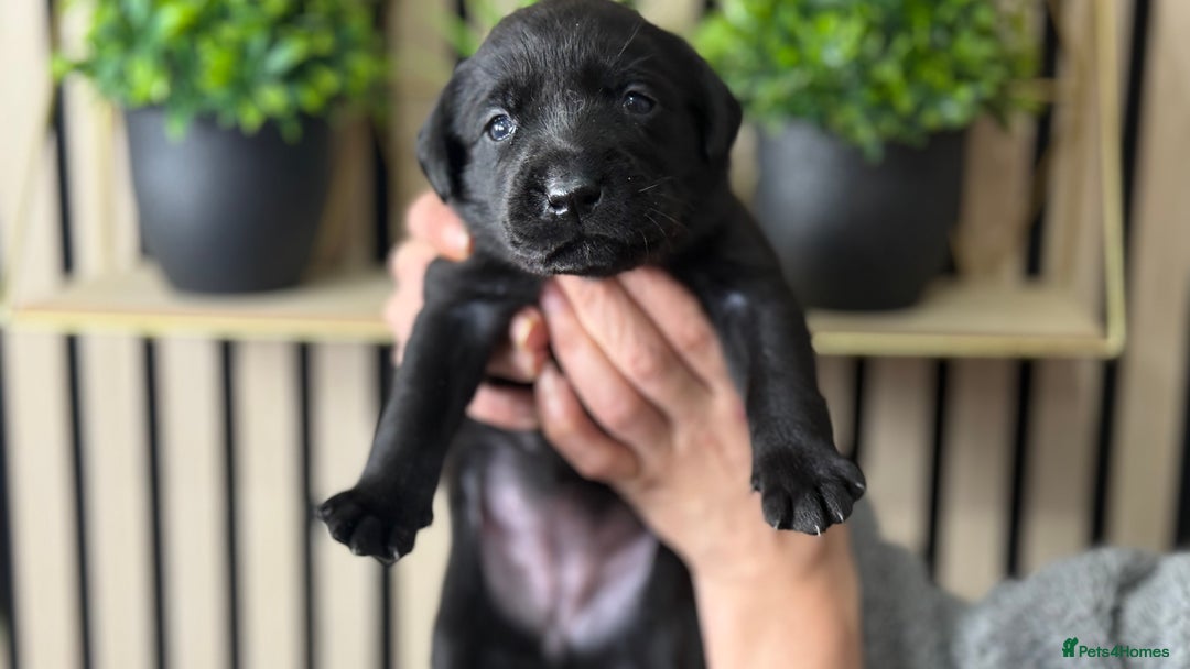 Labrador Retriever dogs for sale: Labrador puppies   - Advert 9