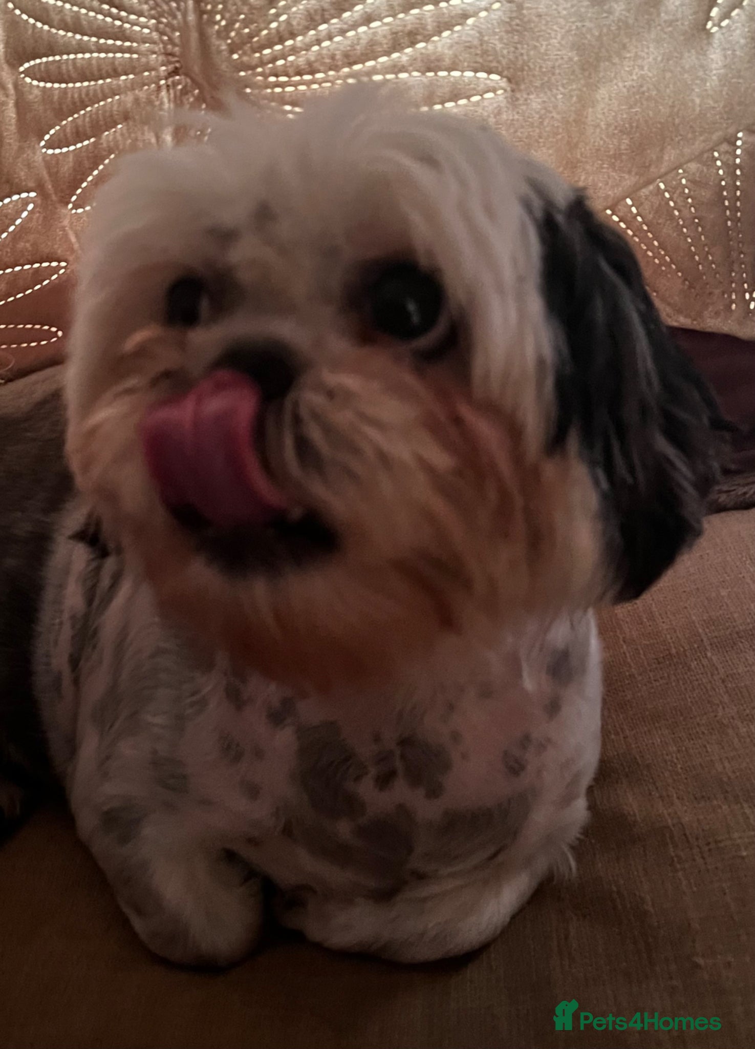 Shih Tzu dogs 3 playful puppies  - Advert 1