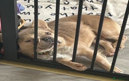 French Bulldog dogs for sale: Fluffy French bulldog  - Image 3