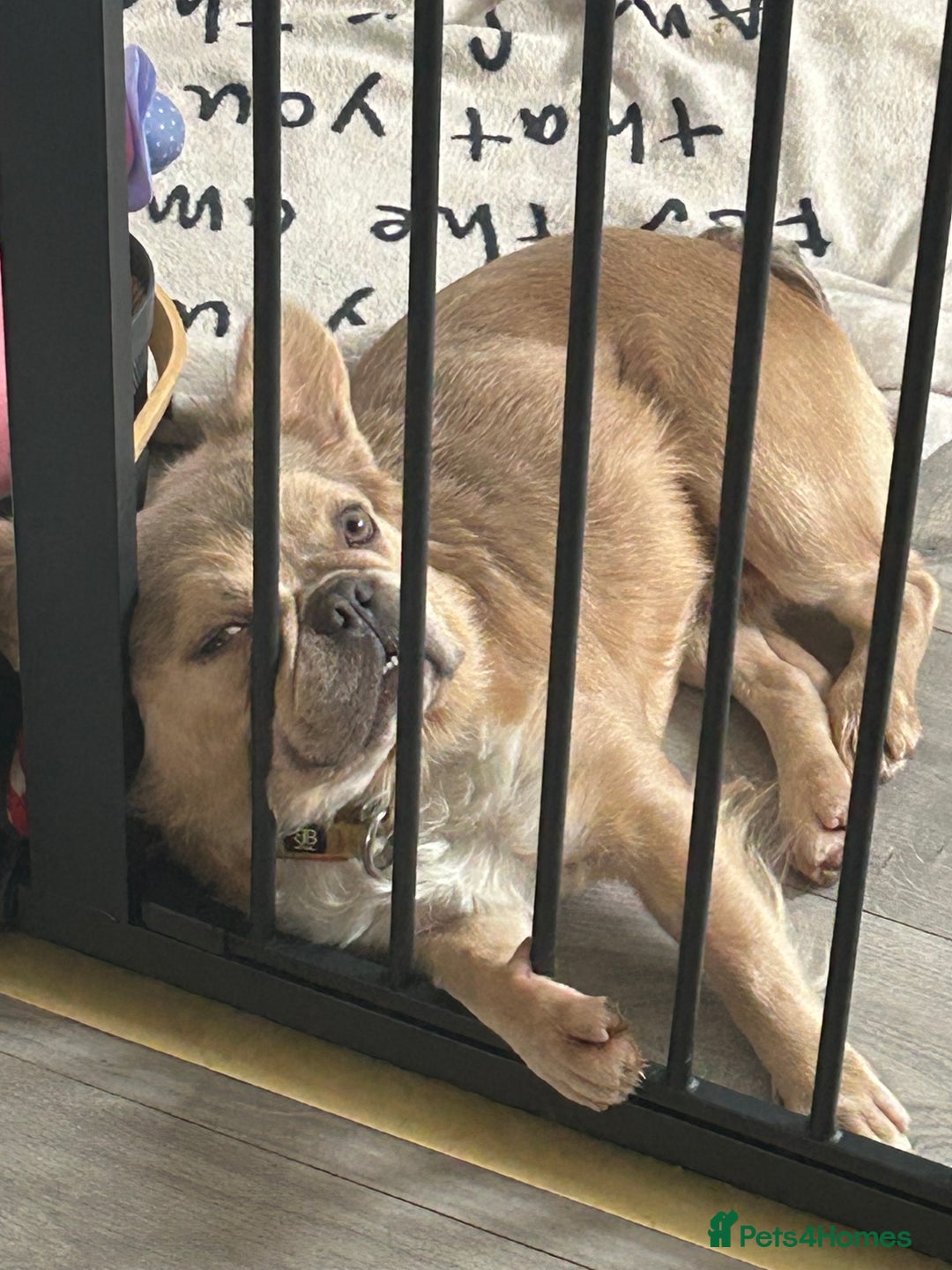 French Bulldog dogs for sale: Fluffy French bulldog  - Image 3