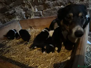 Welsh Collie dogs 6 beautiful Tri coloured Welsh Collie puppies - Advert 7