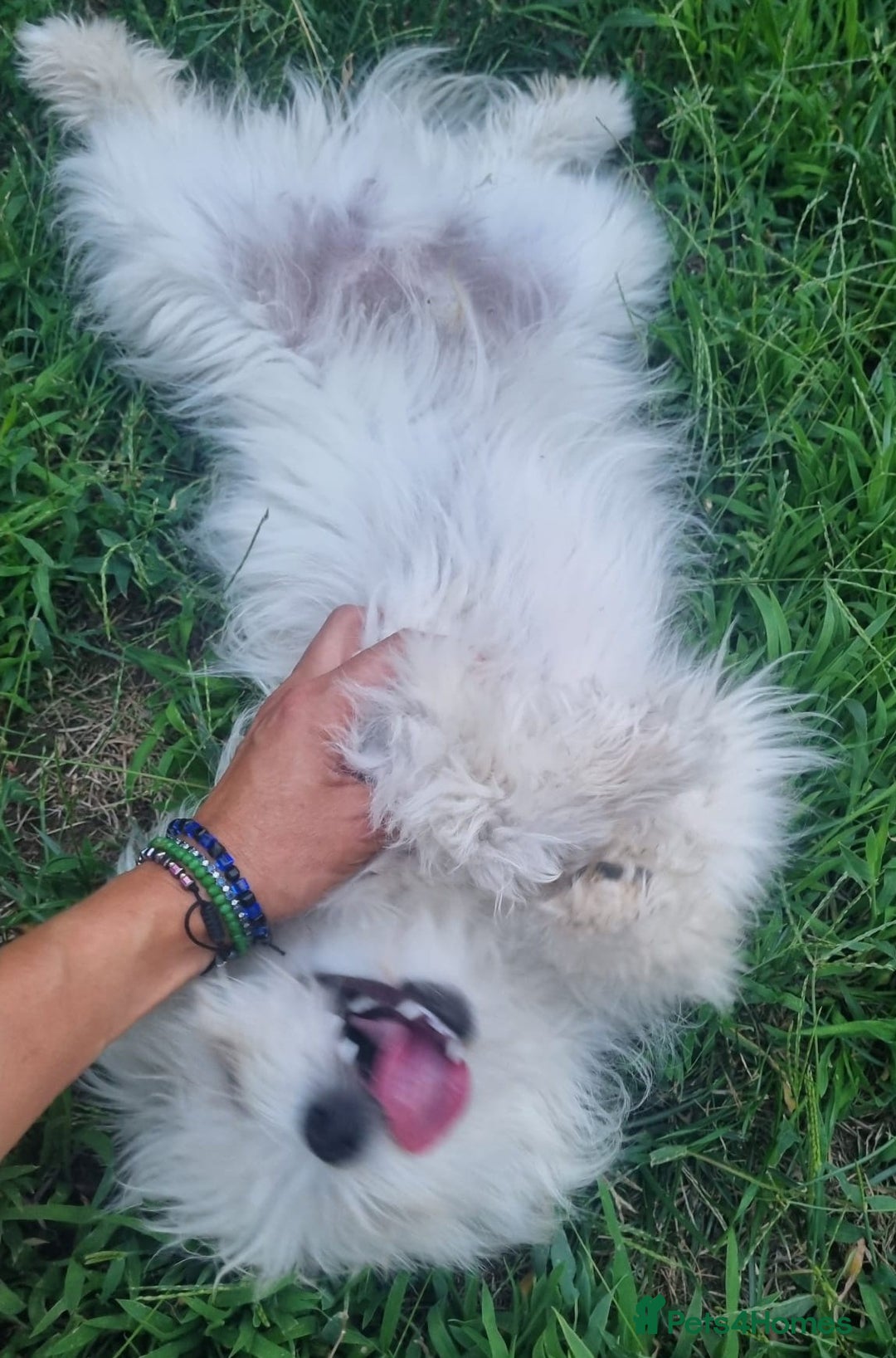 Bichon Frise dogs for adoption: KETHO - a superb, little boy, for a Loving Home - Image 5