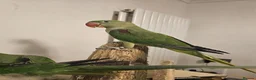 Parakeets birds for sale: Alexandrine parakeet in Derby - Advert 6
