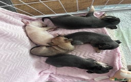 Chihuahua dogs for sale: Adorable apple head short coat chihuahua puppies.  - Image 13