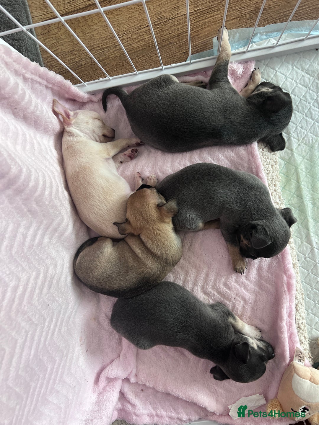 Chihuahua dogs for sale: Adorable apple head short coat chihuahua puppies.  - Image 13