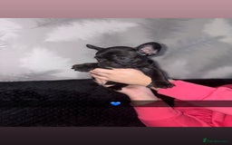 French Bulldog dogs for sale: 5 beautiful French bulldog puppy’s💕💕💙💙💙 - Image 4