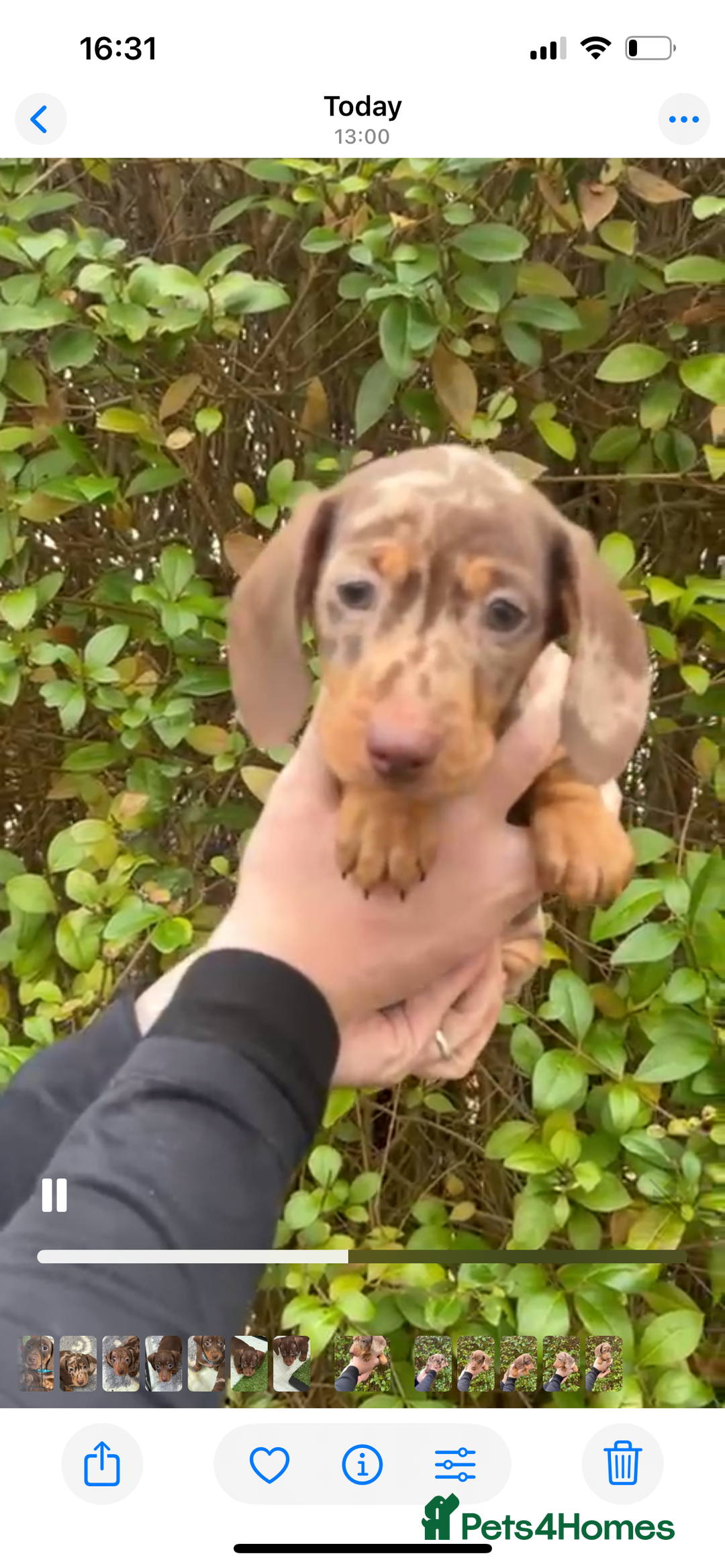 Miniature Dachshund dogs for sale: Isabella Dapple & chocolate & tan-dachshunds,  - Advert 22