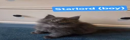 Maine Coon cats for sale: 8 GCCF Pedigree Maine Coon Kittens - Blue & Black  - Advert 24